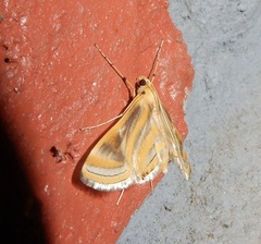 Eoophyla gibbosalis