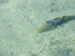 Rhinecanthus aculeatus