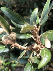 Quercus ilex