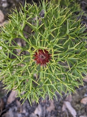 Isopogon ceratophyllus