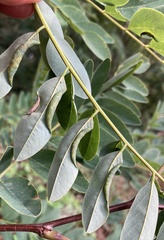 Obolodiplosis robiniae