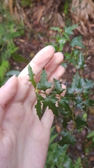 Podolobium ilicifolium