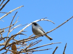 Polioptila dumicola