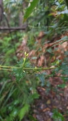 Podolobium ilicifolium