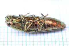 Sphenoptera