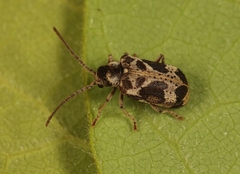 Ptinomorphus imperialis