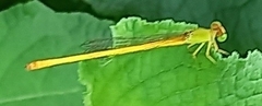 Ceriagrion coromandelianum