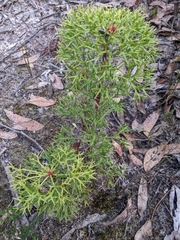 Isopogon ceratophyllus