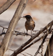 Cercotrichas leucophrys ovamboensis
