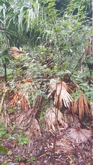 Podolobium ilicifolium