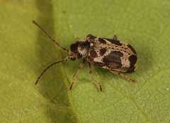 Ptinomorphus imperialis