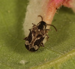 Ptinomorphus imperialis