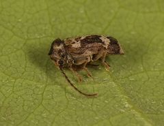 Ptinomorphus imperialis