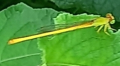 Ceriagrion coromandelianum