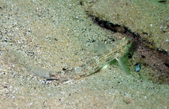 Istigobius hoesei