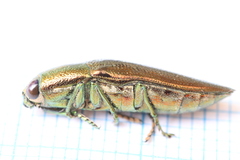 Sphenoptera