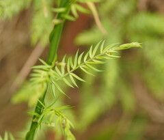 Asparagus scandens