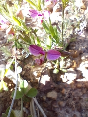 Polygala affinis