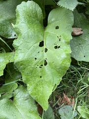 Phytomyza albiceps group