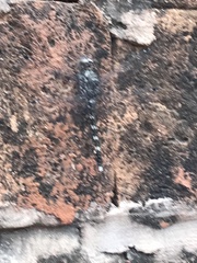 Bradinopyga geminata