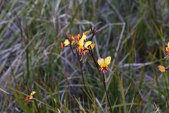 Diuris magnifica