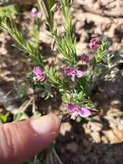 Polygala affinis