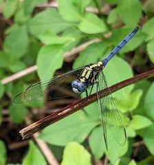 Orthetrum luzonicum