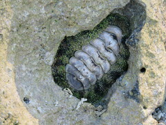 Acanthopleura gemmata