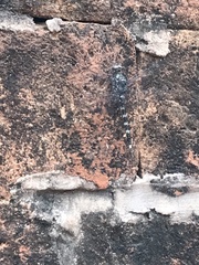 Bradinopyga geminata