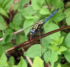 Orthetrum luzonicum