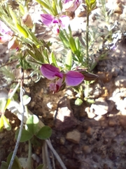 Polygala affinis