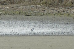 Anarhynchus frontalis