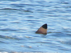 Carcharhinus melanopterus