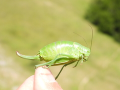 Polysarcus denticauda
