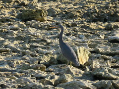 Egretta sacra