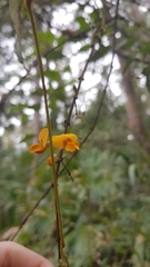 Podolobium ilicifolium