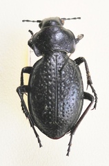 Carabus hungaricus cribellatus