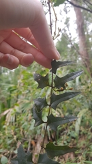 Podolobium ilicifolium