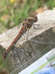 Sympetrum