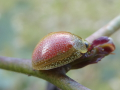 Paropsisterna fastidiosa