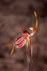 Caladenia plicata