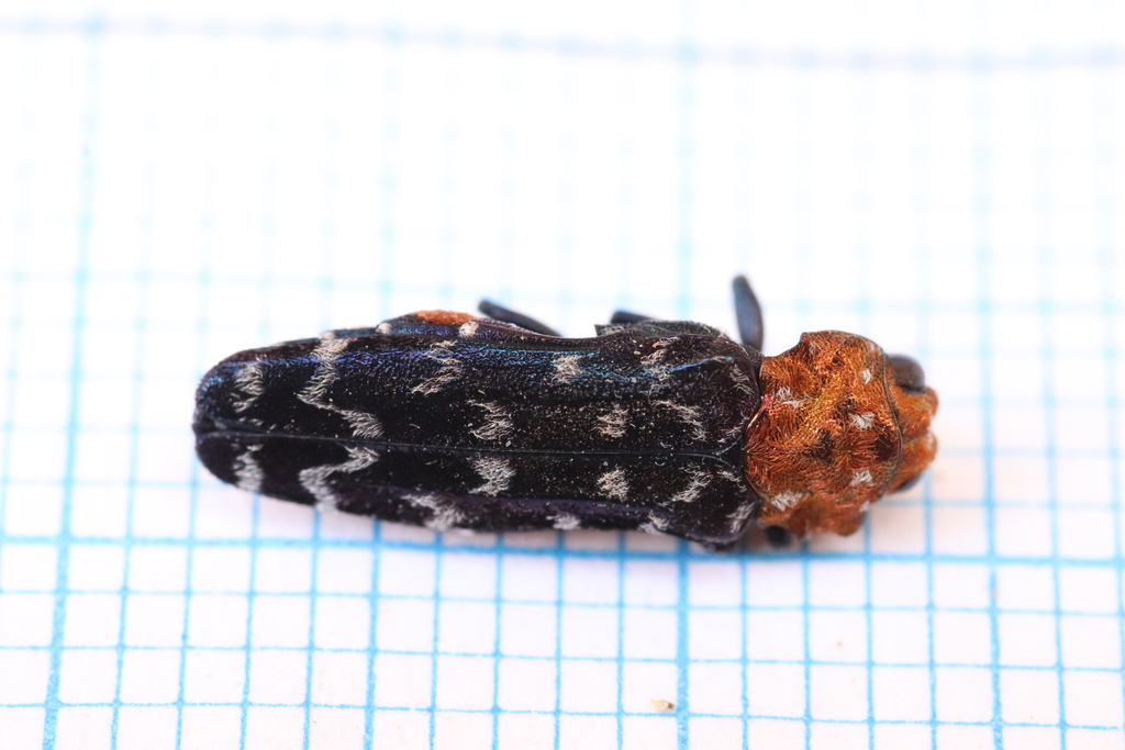Anaphlocteis