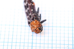 Anaphlocteis pulchrus