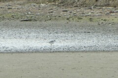 Anarhynchus frontalis