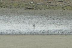 Anarhynchus frontalis