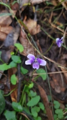 Viola