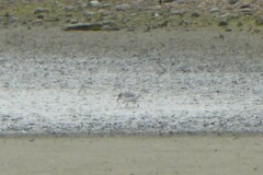 Anarhynchus frontalis