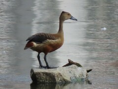 Dendrocygna javanica