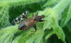 Himacerus mirmicoides