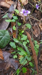 Viola